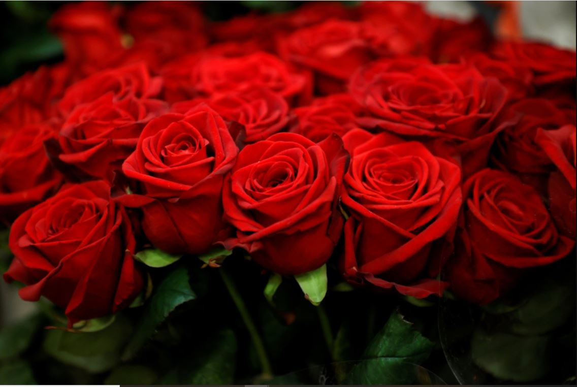 प्रणय दिवसलाई ३ करोड ५० लाख रुपैयाँकाे गुलाब माग, ९० प्रतिशत गुलाब भारतबाट आयात